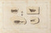 Recherches sur les poissons fossiles Pl083 - Louis Agassiz — Ansicht des Kunstwerks