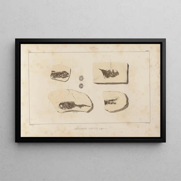 Recherches sur les poissons fossiles Pl083 - Louis Agassiz — gerahmtes Bild an der Wand