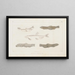 Recherches sur les poissons fossiles Pl084 - Louis Agassiz — gerahmtes Bild an der Wand
