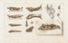 Recherches sur les poissons fossiles, Pl085 - Louis Agassiz — Ansicht des Kunstwerks