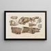Recherches sur les poissons fossiles Pl086 - Louis Agassiz — gerahmtes Bild an der Wand