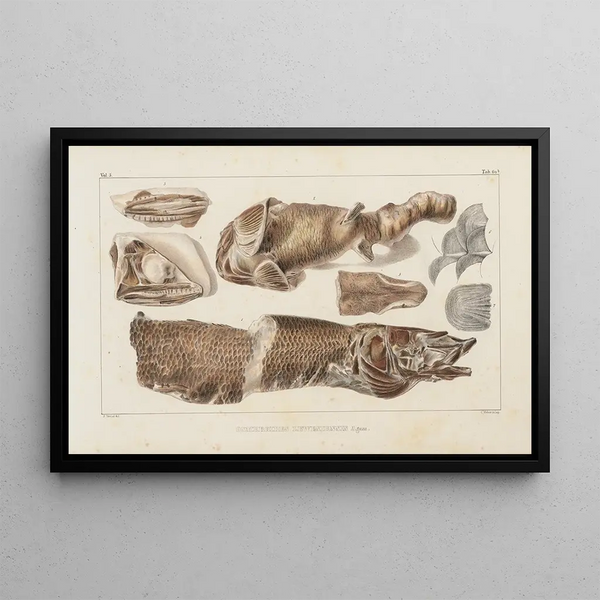 Recherches sur les poissons fossiles Pl086 - Louis Agassiz — gerahmtes Bild an der Wand