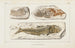 Recherches sur les poissons fossiles Pl092 - Louis Agassiz — Ansicht des Kunstwerks
