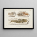 Recherches sur les poissons fossiles Pl092 - Louis Agassiz — gerahmtes Bild an der Wand