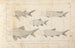 Recherches sur les poissons fossiles Pl093 - Louis Agassiz — Ansicht des Kunstwerks