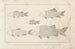 Recherches sur les poissons fossiles Pl095 - Louis Agassiz — Ansicht des Kunstwerks