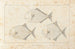 Recherches sur les poissons fossiles Pl099 - Louis Agassiz — Ansicht des Kunstwerks