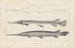 Recherches sur les Poissons Fossiles Pl103 - Louis Agassiz — Ansicht des Kunstwerks
