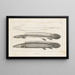 Recherches sur les poissons fossiles, Pl. 107 - Louis Agassiz — gerahmtes Bild an der Wand