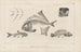 Recherches sur les poissons fossiles Pl109 - Louis Agassiz — Ansicht des Kunstwerks