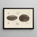 Recherches sur les poissons fossiles, pl. 115 - Louis Agassiz — gerahmtes Bild an der Wand