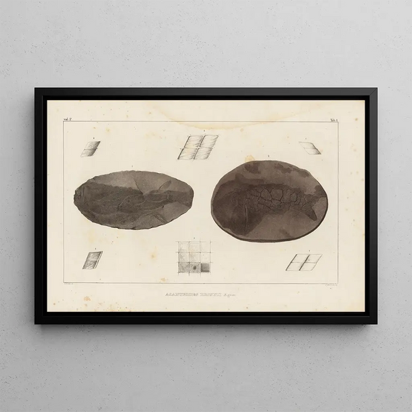 Recherches sur les poissons fossiles, pl. 115 - Louis Agassiz — gerahmtes Bild an der Wand