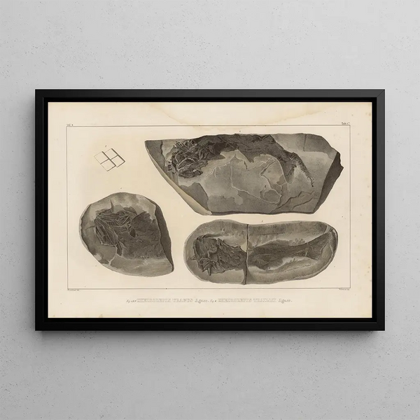 Louis Agassiz - Recherches sur les poissons fossiles Pl120.webp