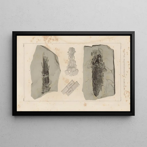 Louis Agassiz - Recherches sur les poissons fossiles Pl123.webp