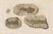 Recherches sur les poissons fossiles, Pl. 125 - Louis Agassiz — Ansicht des Kunstwerks