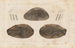 Recherches sur les poissons fossiles Pl127 - Louis Agassiz — Ansicht des Kunstwerks
