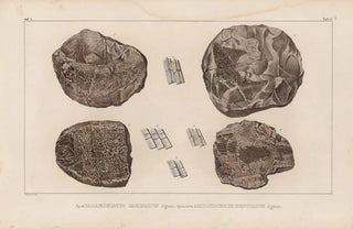 Louis Agassiz - Recherches sur les poissons fossiles Pl129.webp