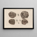 Recherches sur les poissons fossiles Pl129 - Louis Agassiz — gerahmtes Bild an der Wand