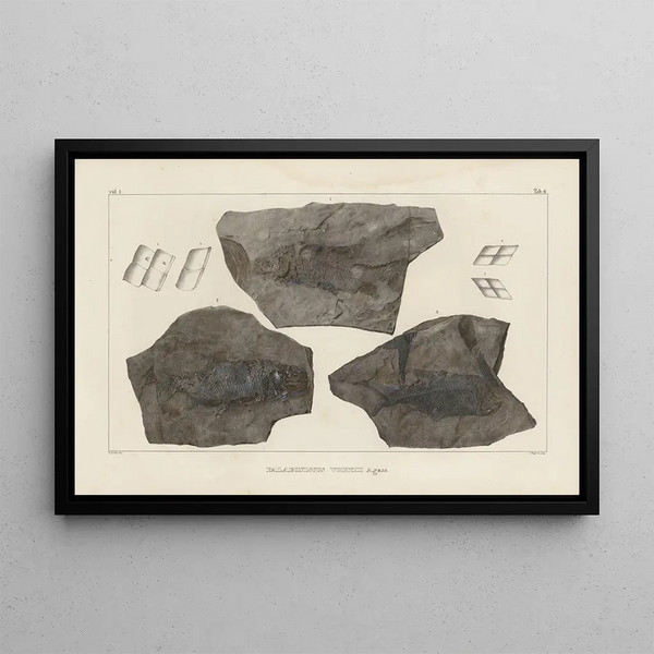 Recherches sur les poissons fossiles Pl131 - Louis Agassiz — gerahmtes Bild an der Wand