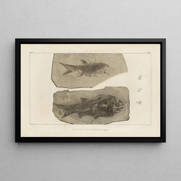 Louis Agassiz - Recherches sur les poissons fossiles Pl132.webp