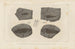 Recherches sur les poissons fossiles Pl134 - Louis Agassiz — Ansicht des Kunstwerks