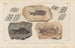 Recherches sur les poissons fossiles Pl135 - Louis Agassiz — Ansicht des Kunstwerks