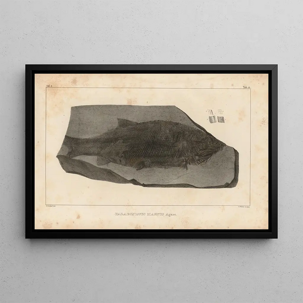 Louis Agassiz - Recherches sur les poissons fossiles Pl141.webp