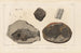 Recherches sur les Poissons Fossiles Pl145 - Louis Agassiz — Ansicht des Kunstwerks