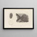 Recherches sur les poissons fossiles Pl149 - Louis Agassiz — gerahmtes Bild an der Wand