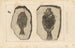 Recherches sur les poissons fossiles Pl151 - Louis Agassiz — Ansicht des Kunstwerks