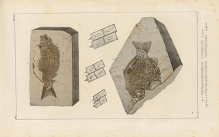 Louis Agassiz - Recherches sur les poissons fossiles Pl152.webp