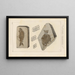 Recherches sur les poissons fossiles Pl152 - Louis Agassiz — gerahmtes Bild an der Wand