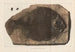 Recherches sur les poissons fossiles Pl154 - Louis Agassiz — Ansicht des Kunstwerks