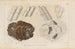 Recherches sur les poissons fossiles Pl158 - Louis Agassiz — Ansicht des Kunstwerks