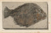 Recherches sur les poissons fossiles Pl163 - Louis Agassiz — Ansicht des Kunstwerks