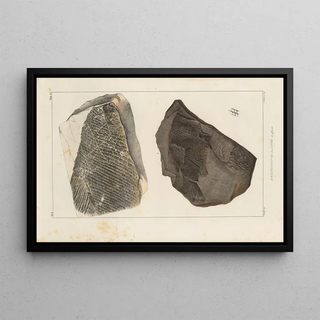 Louis Agassiz - Recherches sur les poissons fossiles Pl170.webp