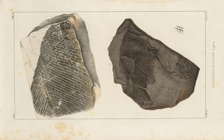 Louis Agassiz - Recherches sur les poissons fossiles Pl170.webp