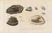 Recherches sur les poissons fossiles Pl171 - Louis Agassiz — Ansicht des Kunstwerks