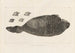 Recherches sur les poissons fossiles Pl174 - Louis Agassiz — Ansicht des Kunstwerks