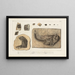 Recherches sur les poissons fossiles Pl. 176 - Louis Agassiz — gerahmtes Bild an der Wand