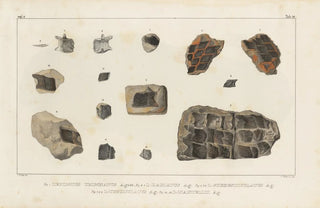 Louis Agassiz - Recherches sur les poissons fossiles Pl177.webp