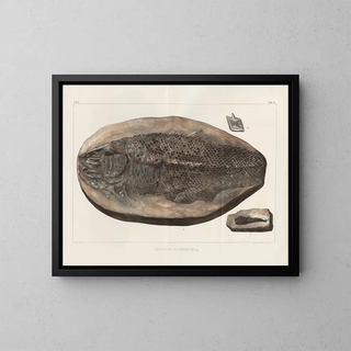 Recherches sur les poissons fossiles - Louis Agassiz — gerahmtes Bild an der Wand