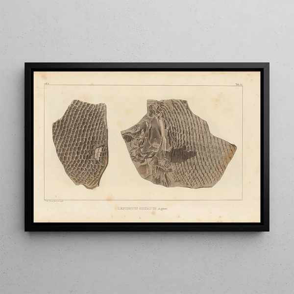 Recherches sur les poissons fossiles Pl. 182 - Louis Agassiz — gerahmtes Bild an der Wand