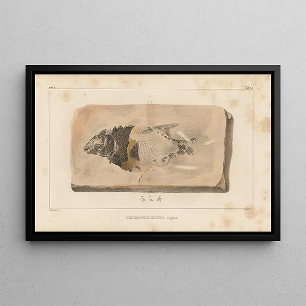 Recherches sur les poissons fossiles Pl186 - Louis Agassiz — gerahmtes Bild an der Wand