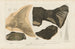 Recherches sur les poissons fossiles Pl187 - Louis Agassiz — Ansicht des Kunstwerks