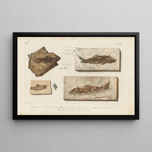 Recherches sur les poissons fossiles Pl189 - Louis Agassiz — gerahmtes Bild an der Wand