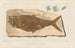 Recherches sur les poissons fossiles Pl194 - Louis Agassiz — Ansicht des Kunstwerks