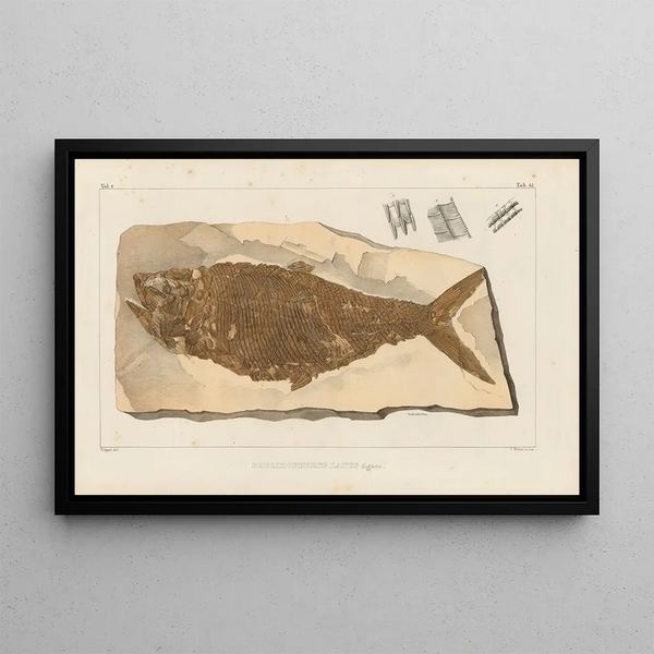 Recherches sur les poissons fossiles Pl194 - Louis Agassiz — gerahmtes Bild an der Wand