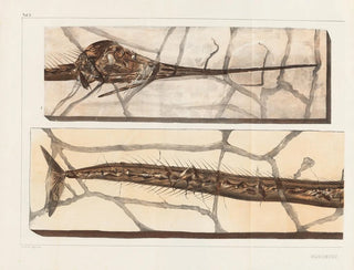 Louis Agassiz - Recherches sur les poissons fossiles Pl198.webp
