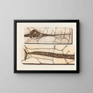 Louis Agassiz - Recherches sur les poissons fossiles Pl198.webp